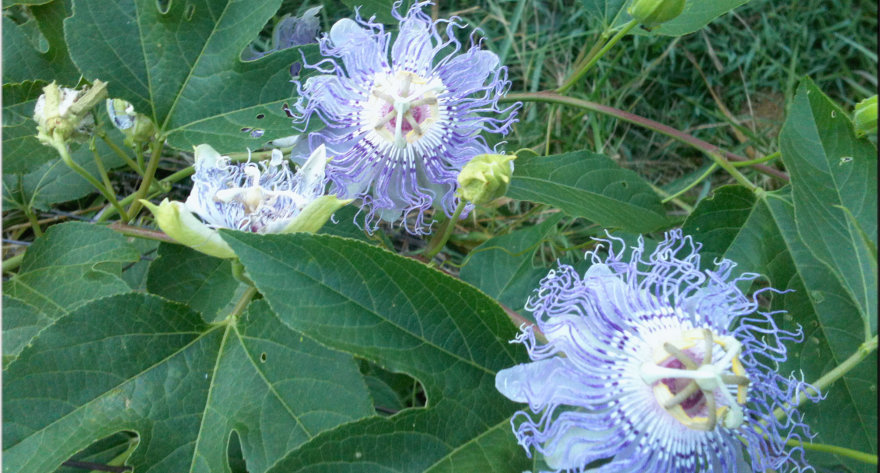 Passion flower in the garden.  Xpressions, Graphics Specialists