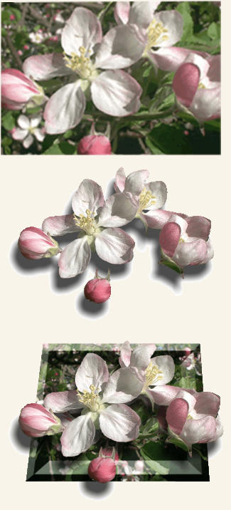 Apple blossom photo.  Xpressions, Graphics Specialists