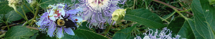 Passion flower growing along the fence. Xpressions, Graphics Specialists