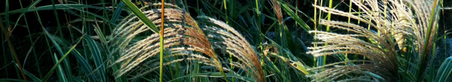 Tall grasses waiving in the breeze, Xpressions, Graphics Specialists